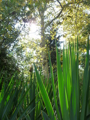 Obraz premium green trees and grass in the Park