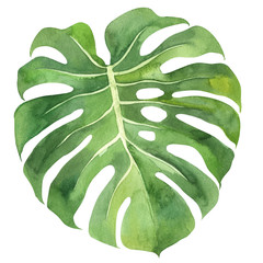 Tropical leaf monstera on an isolated background, watercolor painting, botanical illustration, floral design, stock illustration. © Maya