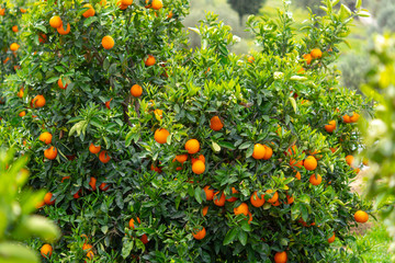 Orange citrus fruit plantations on Peloponnese, Greece, new harvest of sweet juicy oranges