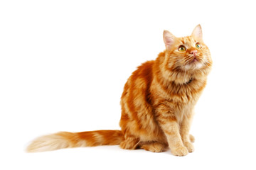 Ginger cat sitting and looking up