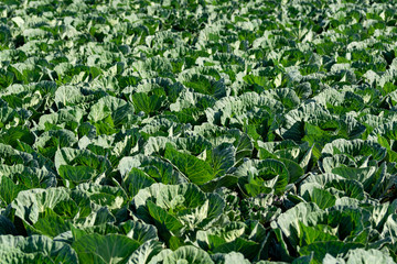 Farm field with rows of young green cabbage plants growing outside under greek sun.