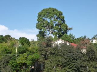 Obraz premium green trees and grass in the Park