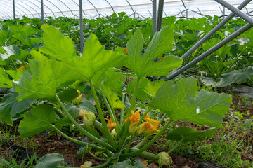 Young plants of rijpende courgette zucchini vegetables growing in greenhouse close up