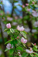 Pink flowers of apple tree, spring blossom on fruit orchard