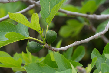 Unripe green figs fruits riping on fig tree