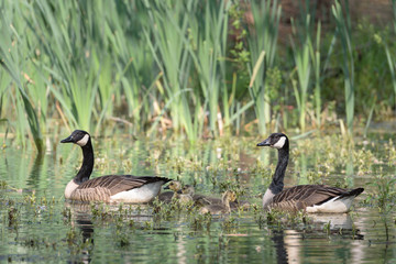 Canada goose | Kanadagans