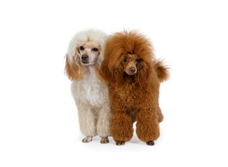 Two Toy Poodle dogs on a white background