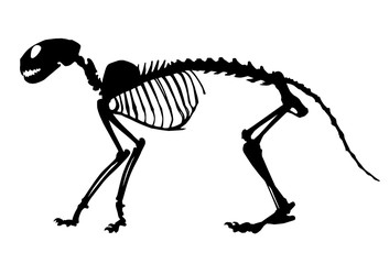cat skeleton, black silhouette on white background
