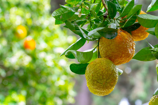 Citrus fruits of sour orange bergamot riping on  thee