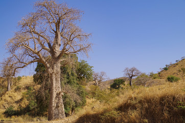 Beautiful african landscape. Big baobab trees. Ethiopia, Tigray Region