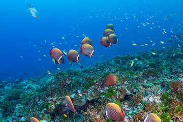 A school of Red-tail Butterflyfish on a tropical coral reef