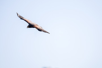 Falke im Angriffsflug