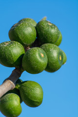 Unripe green figs fruits riping on fig tree