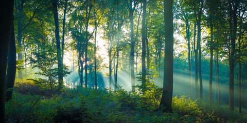 Die Sonne scheint durch Nebel in den Wald - obrazy, fototapety, plakaty