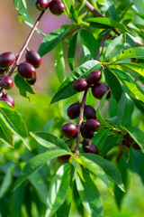 Small unripe apricots fruits riping on apricot tree in spring