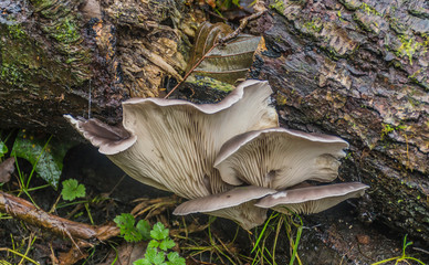 Bracket Fungus