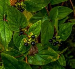 Deadly Nightshade