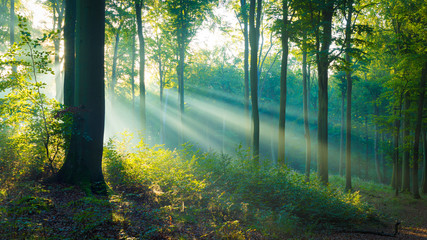 Die Sonne scheint in den Wald - Buchenwald im Herbst - 306375986