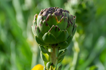 Obraz premium Farm field with green artichoke plants with one ripe flower head close up ready to new harvest