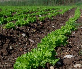 Farm field with rows of young sprouts of green salad lettuce growing outside under greek sun.