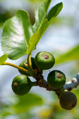 Unripe green figs fruits riping on fig tree