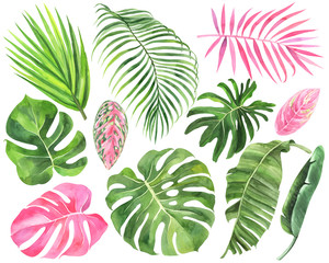 Set of palm, monstera, banana leaves of tropical forests on an isolated white background, watercolor stock illustration,  jungle drawing.