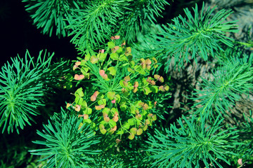 Abstract nature background. Green plant background, close up.