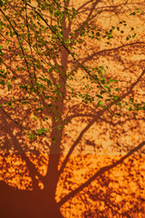 Orange Hauswand mit dem Schatten eines Baumes