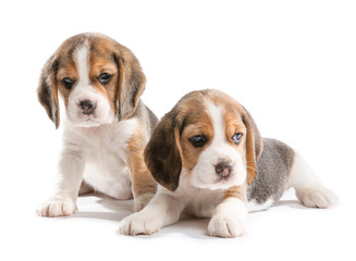 Cute beagle puppies on white background