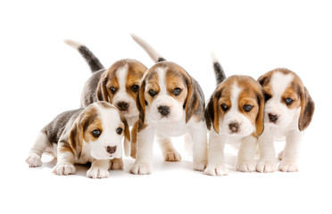 Cute beagle puppies on white background