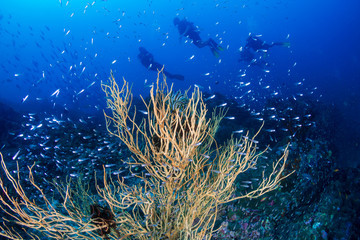 Fototapeta na wymiar SCUBA Divers on a tropical coral reef in the Andaman Sea