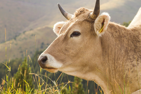 Cattle breeding in the mountains