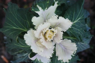 Green white cabbage in the garden macro 