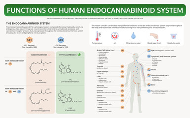 Functions of Human Endocannabinoid System horizontal textbook infographic illustration about cannabis as herbal alternative medicine and chemical therapy, healthcare and medical science vector.