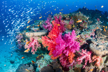 Naklejka na ściany i meble Tropical fish and colorful corals on a tropical coral reef in Thailand's Similan Islands