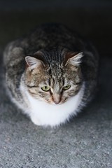 Beautiful gray cat on the street in the village