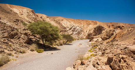 Negev Israeli desert canyon warming scenery landscape photography with narrow passage between sand stone rocks and lonely tree in summer time hot weather  - obrazy, fototapety, plakaty
