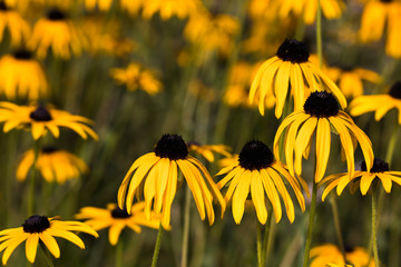 Arnikablüten im Garten