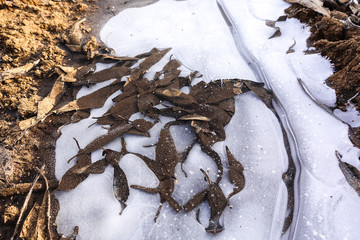 Broken ice on a country dirt road. Freezing puddle and fallen dried leaves. Abstract background