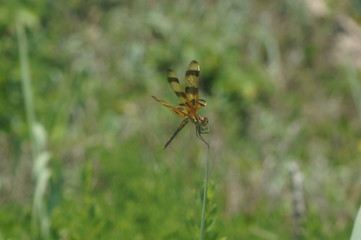 dragonfly on a blade of grass - Halloween pennant