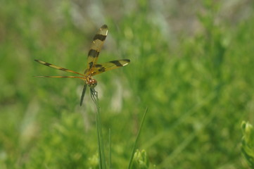 dragonfly on a blade of grass - Halloween pennant