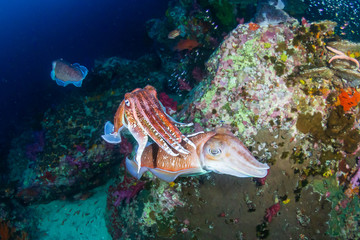 Fototapeta na wymiar Mating Cuttlefish on a tropical coral reef at dawn (Richelieu Rock, Thailand)