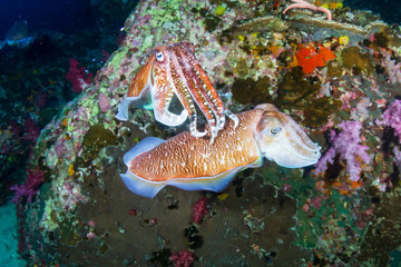 Mating Cuttlefish on a tropical coral reef at dawn (Richelieu Rock, Thailand)