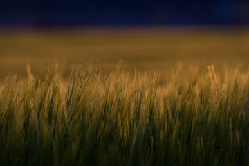 Wheat field stock photo