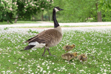 Canada goose | Kanadagans