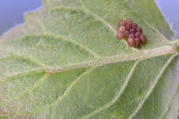 Insect egg, unknown | Insekteneier (unbestimmt)