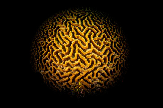 Brain Coral 