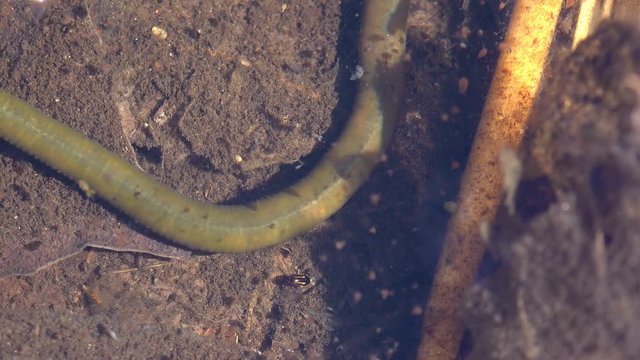 Proboscisless leeches, Arhynchobdellida, Hirudinea, Proboscisless leeches are generally freshwater or amphibious animals. Underwater macro view in wildlife