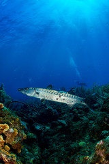 Fototapeta na wymiar barracuda and diver