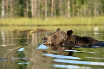 brown bear in swim at summer sun